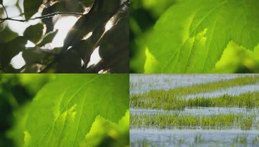 春天夏天植物树叶星芒水草高清在线视频素材下载