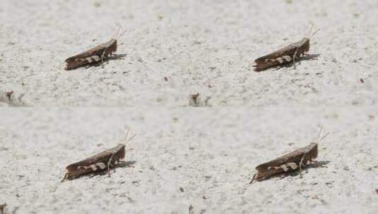 夏天一只蝗虫排泄蛐蛐蝈蝈蚂蚱昆虫高清在线视频素材下载