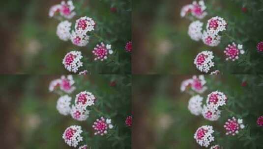 草原野花特写高清在线视频素材下载