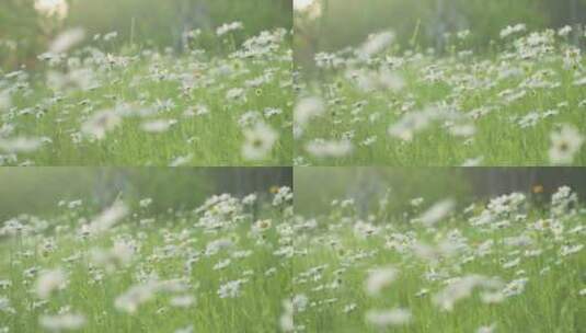 夏日花草花朵高清在线视频素材下载