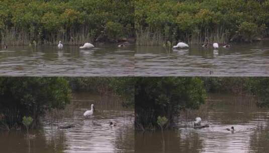 S琵鹭、野鸭、水中觅食、湿地高清在线视频素材下载