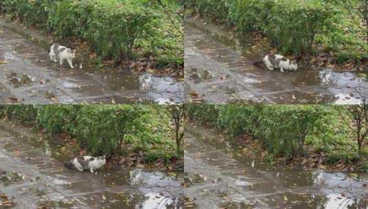 下雨天流浪猫喝水走开高清在线视频素材下载