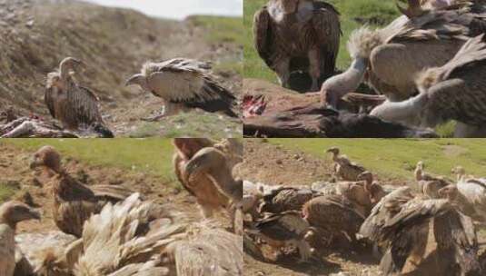 C食马秃鹫群4K视频高清在线视频素材下载