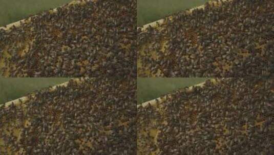 人工养殖蜜蜂高清在线视频素材下载