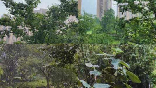 下雨 雨声 大暴雨 大雨 雨树叶 雨打树叶高清在线视频素材下载