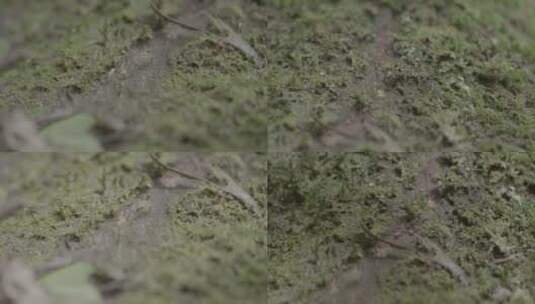 浙江温州泰顺县乌岩岭苔藓蚂蚁特写高清在线视频素材下载