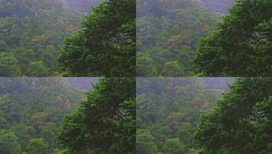 风雨交加树木树叶雨景雨季雨水雨滴下雨高清在线视频素材下载