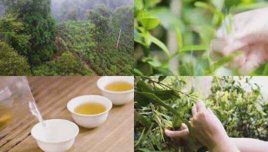 茶叶泡茶采茶喝茶视频素材高清在线视频素材下载