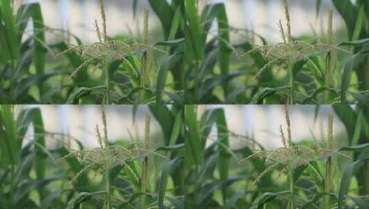 农作物玉米开花高清在线视频素材下载