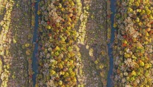 航拍秋季森林与河流高清在线视频素材下载
