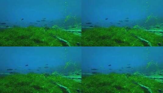 水底水草鱼群高清在线视频素材下载
