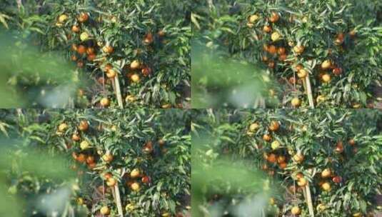 水果冻橙子汁航拍采摘种植基地柑橘果园乡村高清在线视频素材下载
