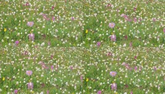 四川阿坝黑水县雅克夏雪山夏日盛开的花海高清在线视频素材下载