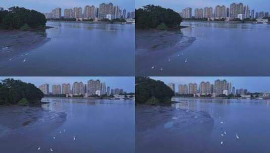 中国广东省广州市珠江滩涂鹭鸟高清在线视频素材下载