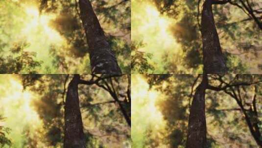 森林逆光光影清晨光线时间流逝高清在线视频素材下载