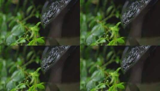 黑玉石  水滴 绿叶高清在线视频素材下载