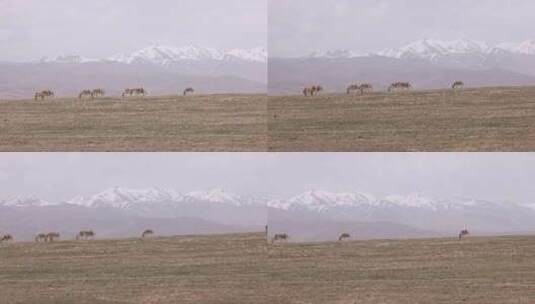 藏野驴 青藏高原高清在线视频素材下载