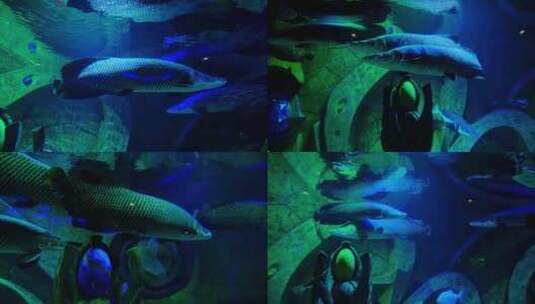 巨骨舌鱼 海洋馆 水族馆高清在线视频素材下载