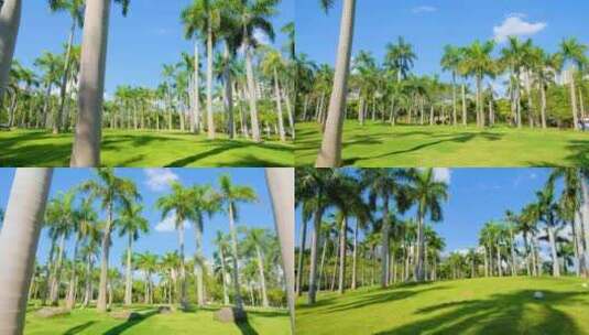 热带植物草坪山坡棕榈树林大王椰子树高清在线视频素材下载