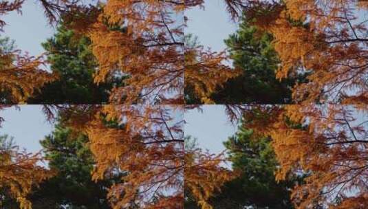 曲苑风荷秋天金黄的水杉树高清在线视频素材下载