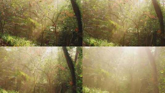 天然氧吧森林光影西湖杨公提早晨光线高清在线视频素材下载