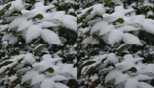 绿叶上雪的近景高清在线视频素材下载