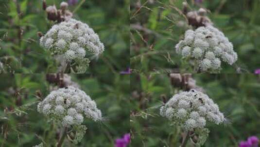 蜜蜂在花上的特写视频高清在线视频素材下载