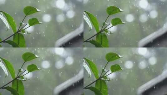 空镜下雨天雨水雨丝雨滴树叶高清在线视频素材下载