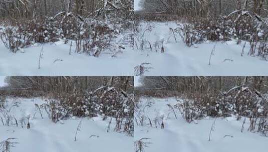 森林雪地树木风光高清在线视频素材下载