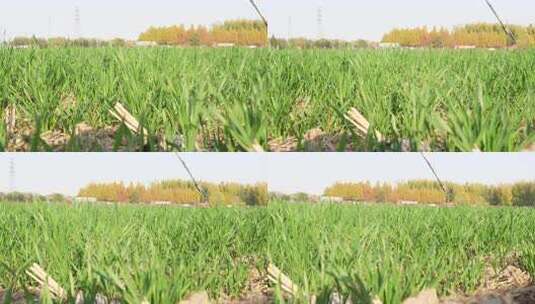 麦苗 田地 绿色 植物 农业作物 自然生态高清在线视频素材下载