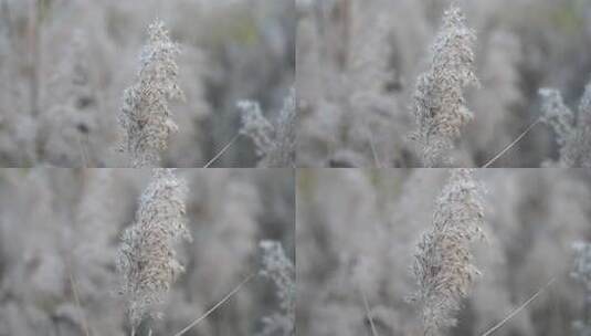 芦苇 禾本科 被子植物 湿地边高清在线视频素材下载