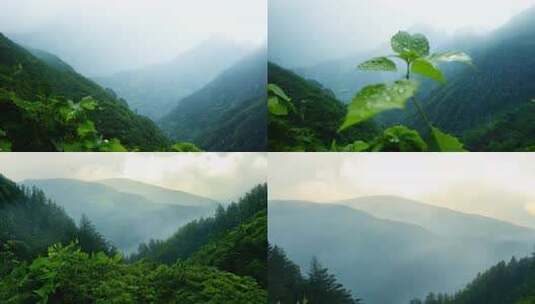 雨后阳光雨滴山间云雾水滴自然高清在线视频素材下载