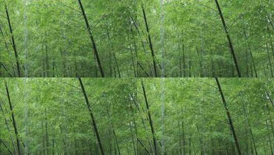 下雨天竹林景观特写，竹节挺拔竹叶繁茂高清在线视频素材下载