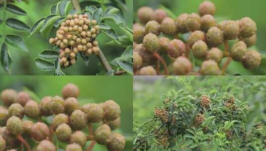 风雨中的花椒树青花椒04【套组】高清在线视频素材下载