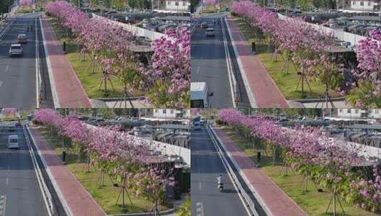 中国广东省广州市海珠区瑞宝街道紫花风铃木高清在线视频素材下载