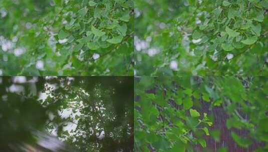 雨天银杏树叶下雨空镜高清在线视频素材下载