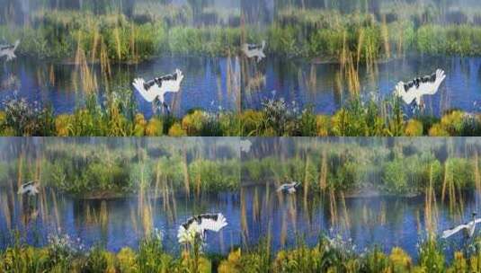 三维湿地公园丹顶鹤白鹤芦苇高清在线视频素材下载