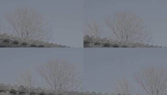 收了-北京城市-鸽子5 C0057高清在线视频素材下载