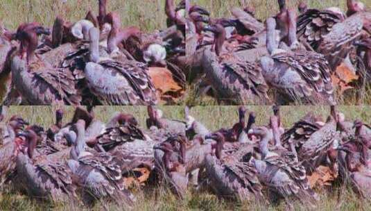 一群秃鹫在非洲大草原上吃腐肉高清在线视频素材下载