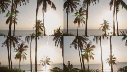 黄昏下的棕榈树高清在线视频素材下载