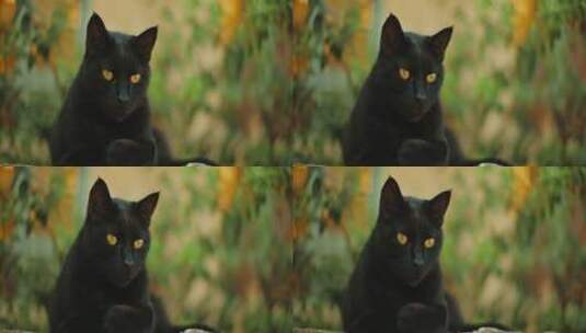 黑色的猫注视着前方高清在线视频素材下载