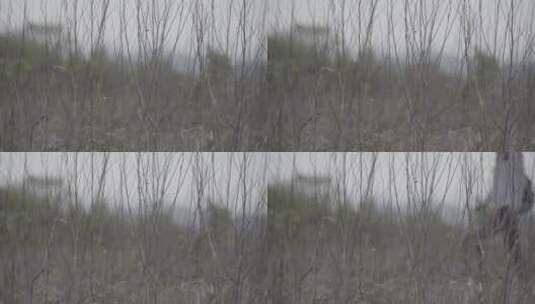 从枯木丛中走过的女人背影2高清在线视频素材下载