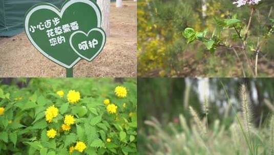 春天花草 春暖花开 芦苇 狼尾草 狗尾草高清在线视频素材下载