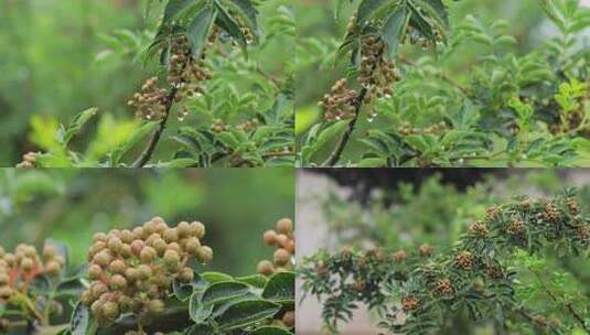 风雨中的花椒树青花椒05【套组】高清在线视频素材下载