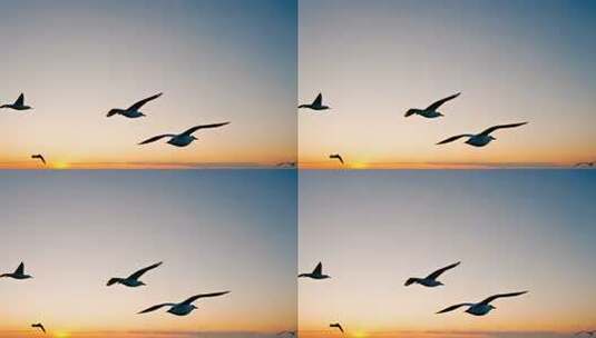 夕阳下海鸥群海空飞翔高清在线视频素材下载