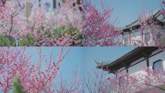 梅花 梅园 梅花赏花 唯美梅花 春天万物复苏高清在线视频素材下载