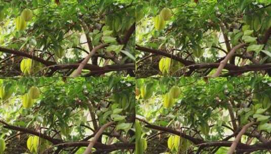 果园里的杨桃树高清在线视频素材下载