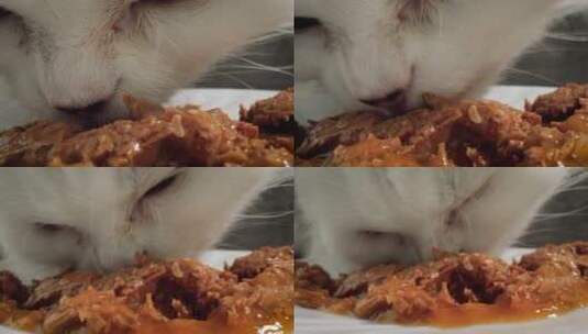 吃猫粮的小猫高清在线视频素材下载