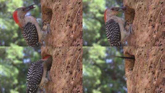 红腹啄木鸟在巢穴喂养幼崽高清在线视频素材下载