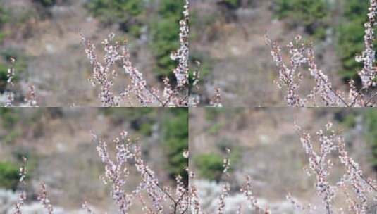升格实拍春天北京山区盛开的山杏花和蜜蜂高清在线视频素材下载